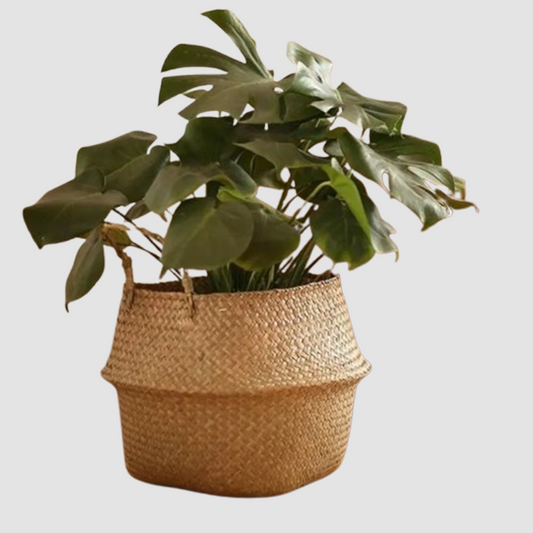 Cesto Appeso In Vimini E Alghe Marine